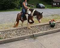 ridden-western-gypsy-vanner-horse