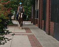 roping-gypsy-vanner-horse