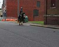 trail-gypsy-vanner-horse