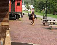trail-riding-gypsy-vanner-horse