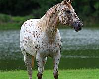 all-around-appaloosa-horse
