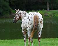 endurance-appaloosa-horse