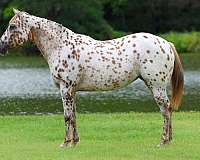 athletic-appaloosa-horse