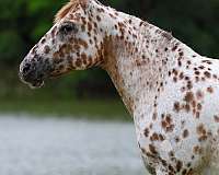 beginner-appaloosa-horse