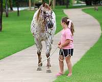experienced-appaloosa-horse