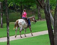 flashy-appaloosa-horse