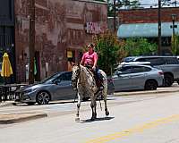 husband-safe-appaloosa-horse