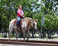 kid-safe-appaloosa-horse
