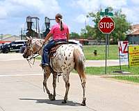 ranch-appaloosa-horse