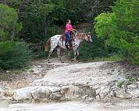ranch-versatility-appaloosa-horse