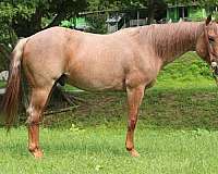athletic-quarter-horse
