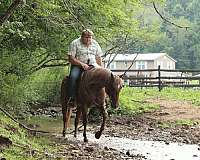 beginner-quarter-horse