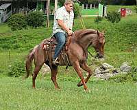 calf-roping-quarter-horse
