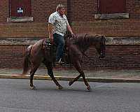english-pleasure-quarter-horse