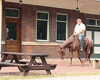 eventing-quarter-horse
