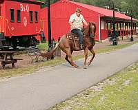 experienced-quarter-horse