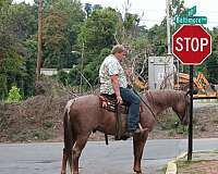 kid-safe-quarter-horse