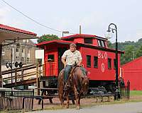 pack-quarter-horse