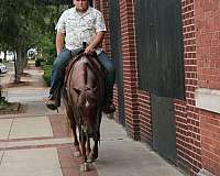 parade-quarter-horse