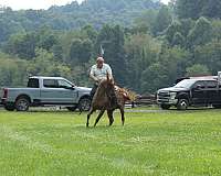 performance-quarter-horse