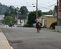 playday-quarter-horse