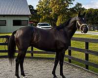 star-horse