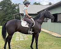 black-star-horse