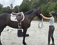 all-around-thoroughbred-horse