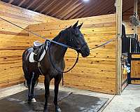looks-black-thoroughbred-horse