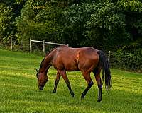 all-around-thoroughbred-horse