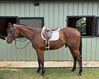 athletic-thoroughbred-horse