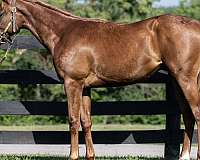 brood-broodmare