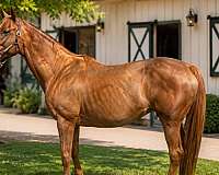call-broodmare
