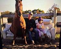 trained-quarter-horse-thoroughbred-horse