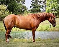 quarter-horse-for-sale
