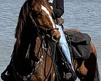 quarter-horse