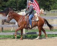 gelding