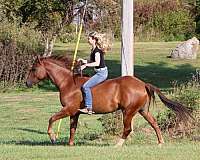 quarter-horse-gelding