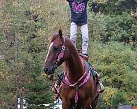 athletic-quarter-horse-thoroughbred-horse