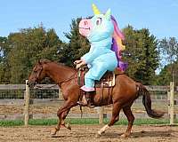 cross-quarter-horse-thoroughbred-horse