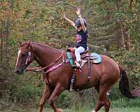 trail-quarter-horse-thoroughbred-horse
