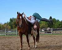 athletic-horse