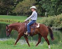 cross-horse