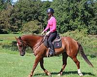 trail-horse