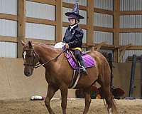trail-riding-horse