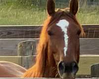 blaze-horse