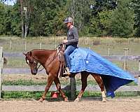 chestnut-blaze-horse