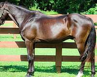 all-around-quarter-horse