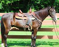athletic-quarter-horse