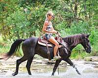 beginner-quarter-horse